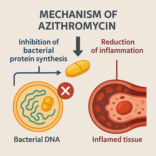 Medical diagram explaining the mechanism of Azithromycin (inhibition of bacterial protein synthesis and reduction of inflammation)