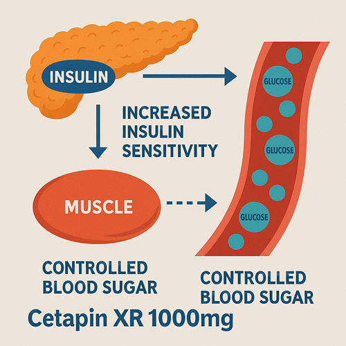 Visual diagram showing how Cetapin XR 1000mg enhances insulin sensitivity and controls blood sugar