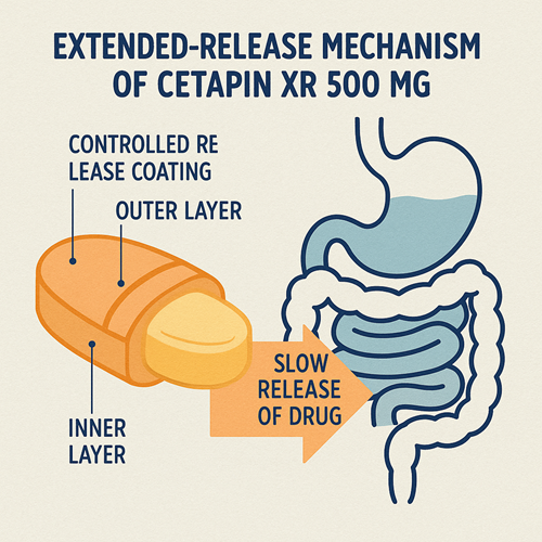 Medical diagram explaining the extended-release mechanism of Cetapin XR 500mg