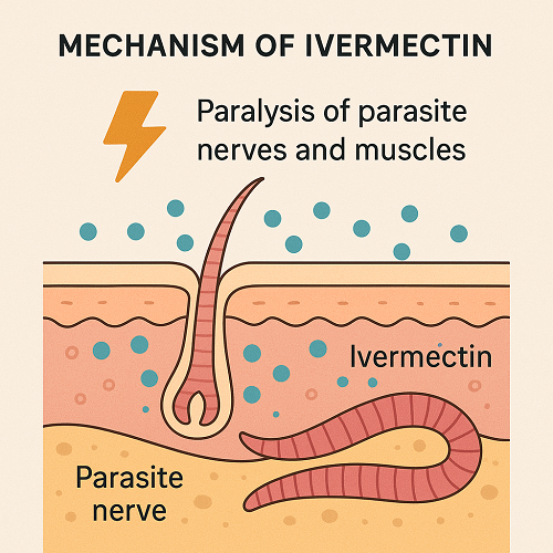 Medical diagram explaining the mechanism of Ivermectin (paralysis of parasite nerves and muscles)